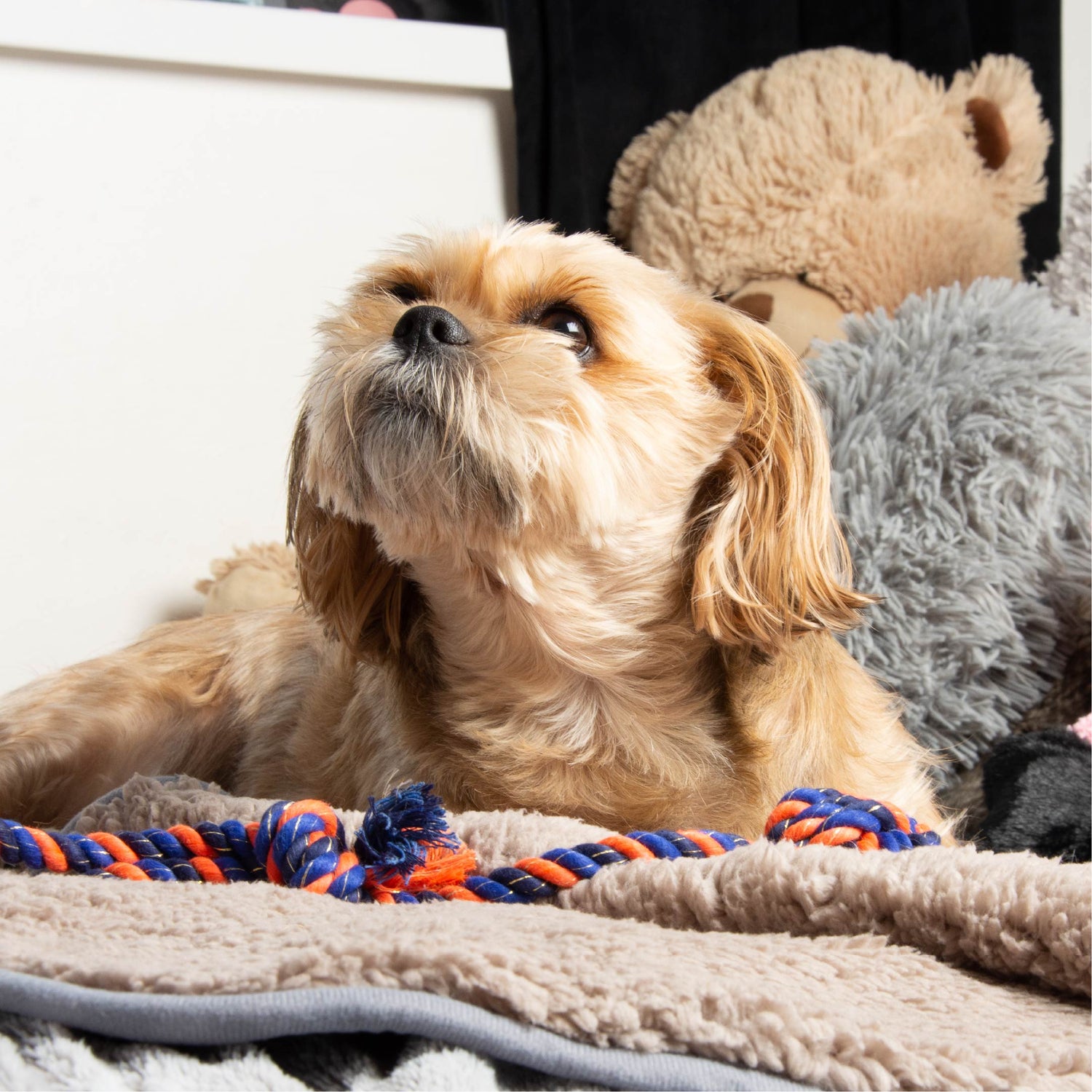 Pet bedding and blankets