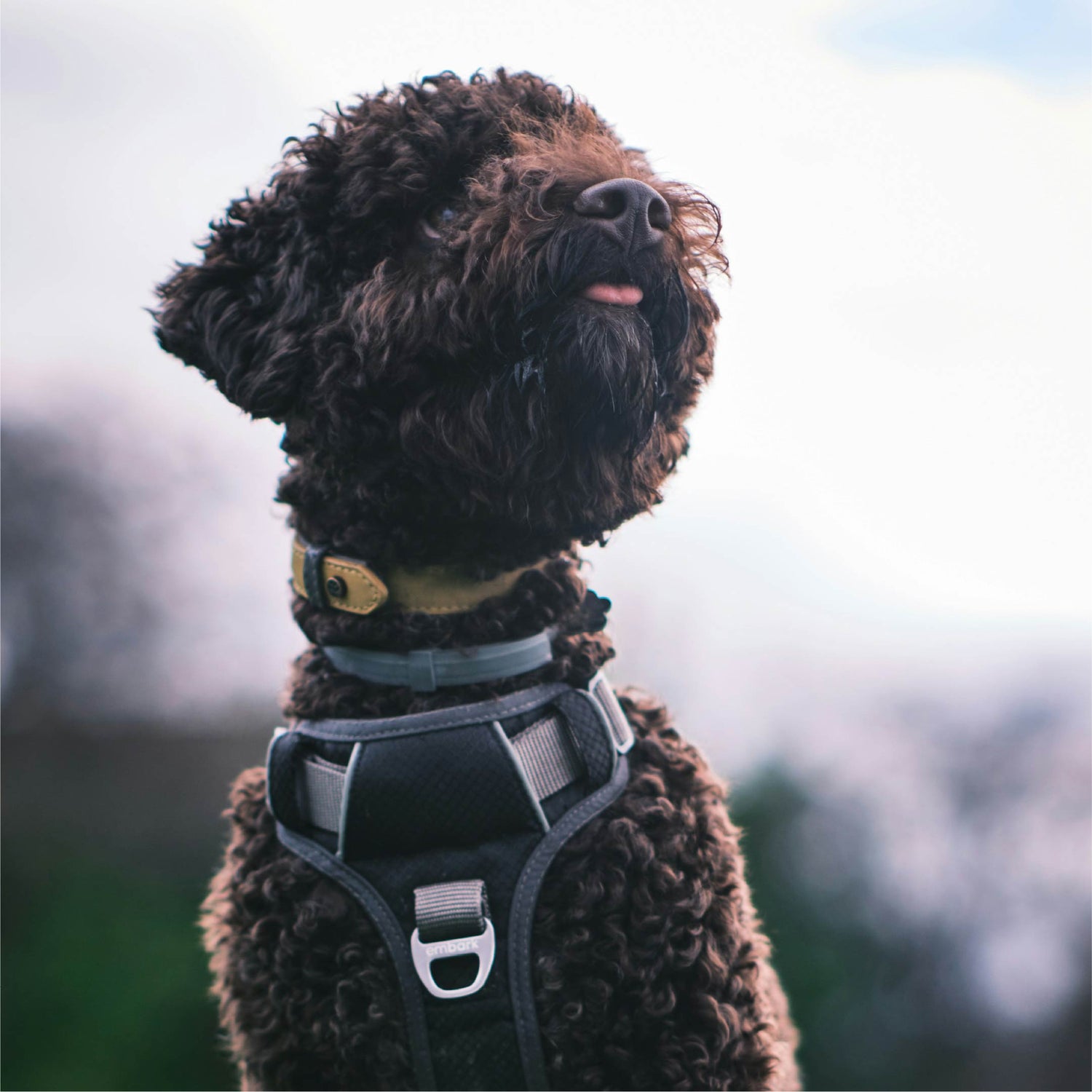 Dog walking