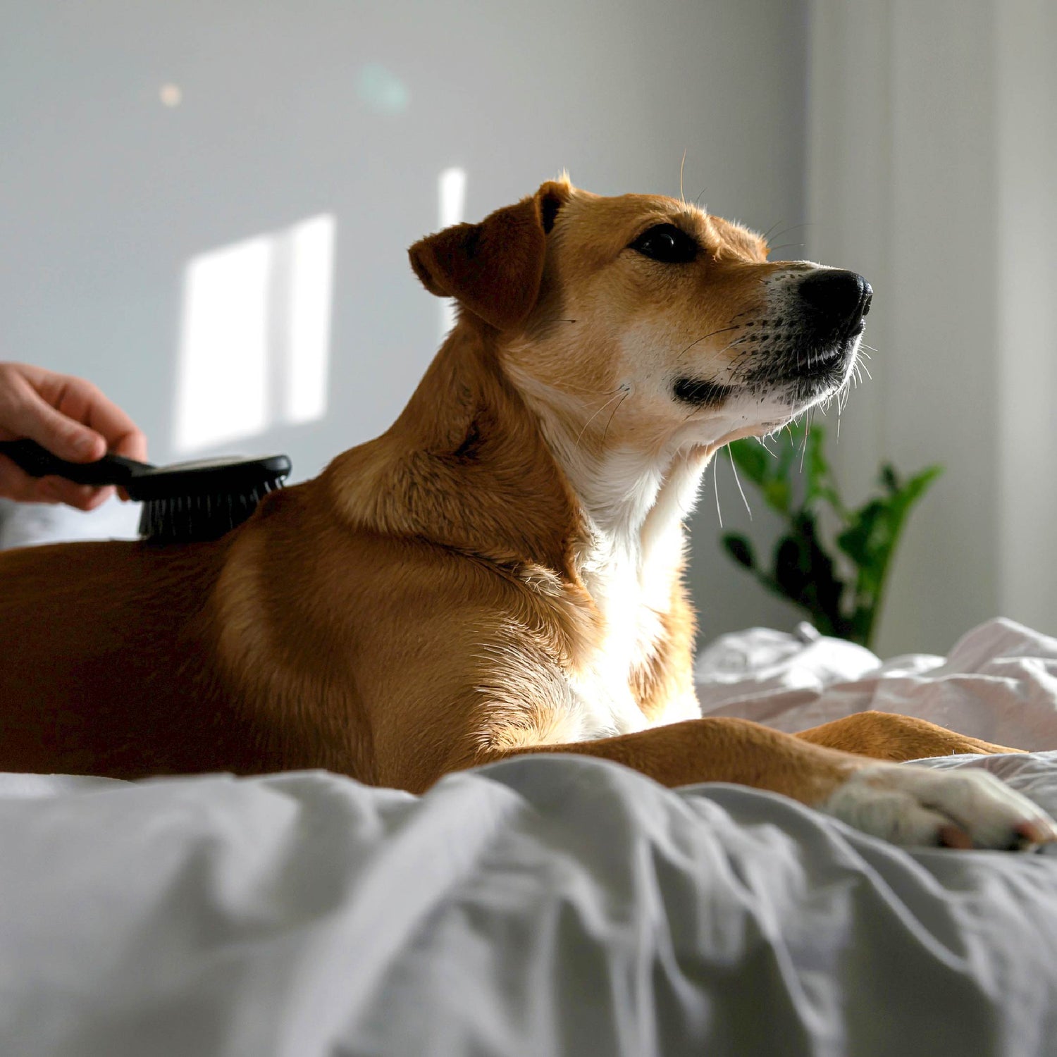 Pet grooming & hygiene