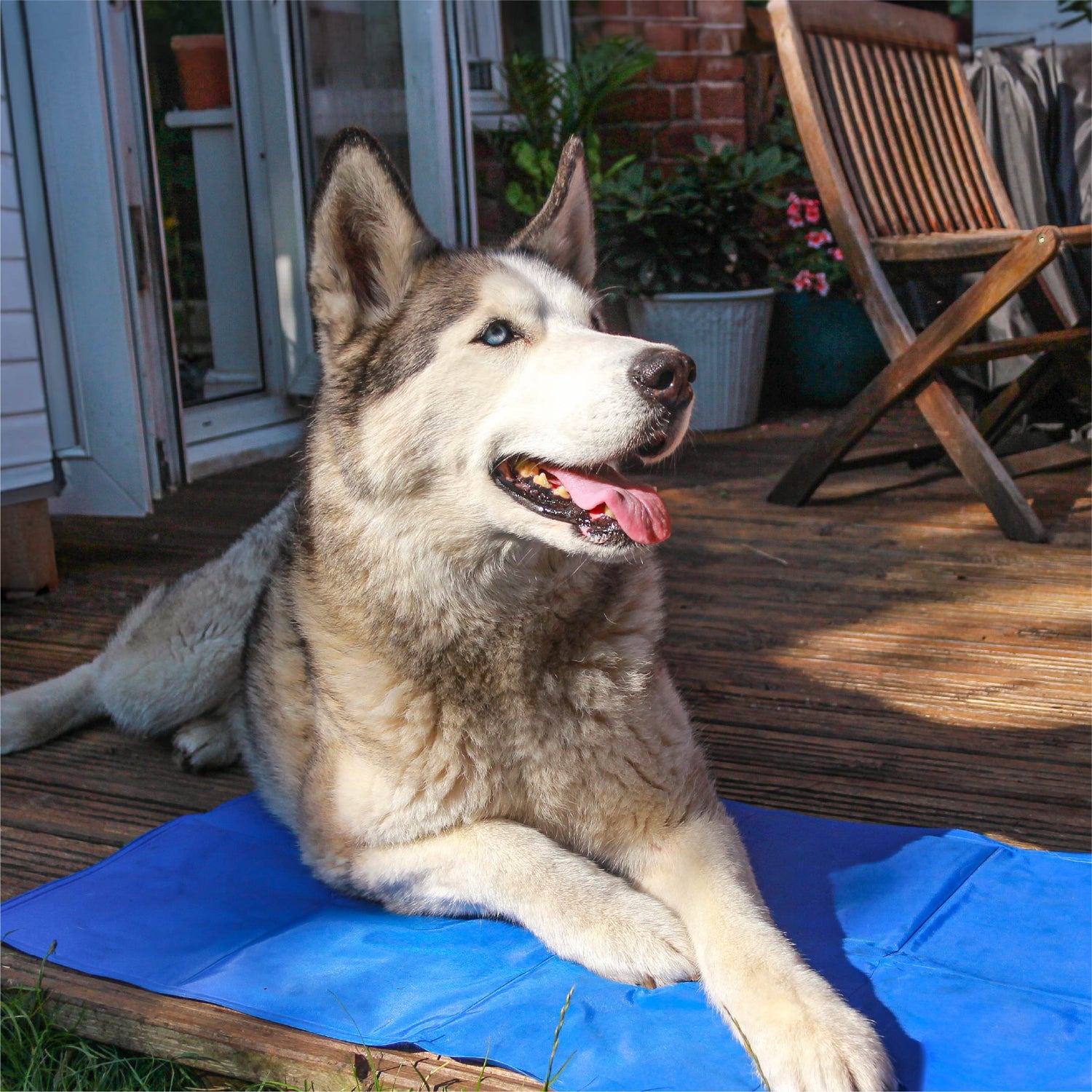 Pet cooling essentials
