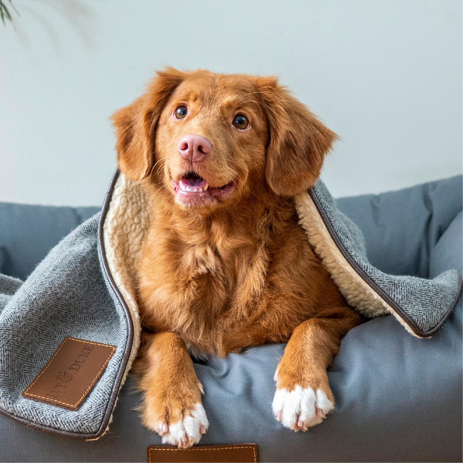 Pet collection featuring everyday pet essentials DSL