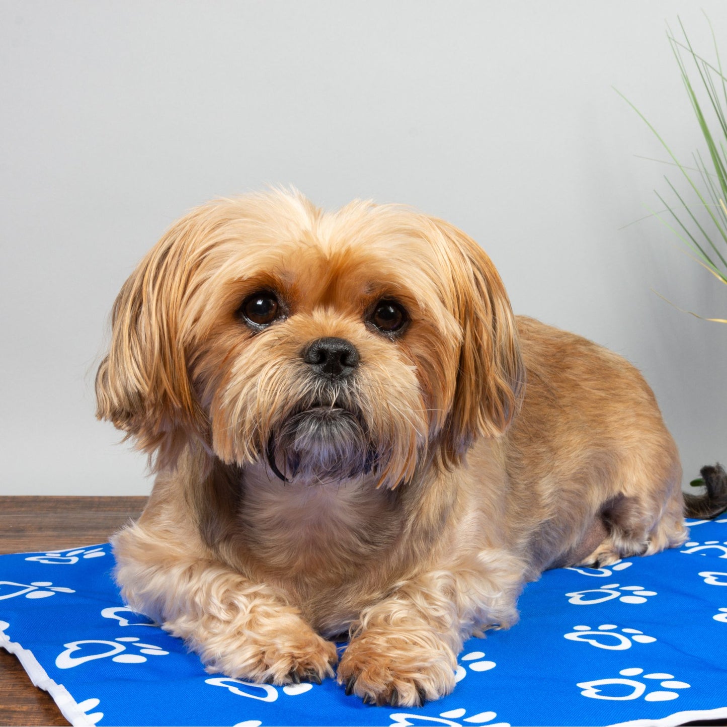 Pet Cooling Mat - PawPride - DSL