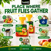 TuuLKIT Fruit Fly Trap, Ready to Use, Non-Toxic, 2 Pack